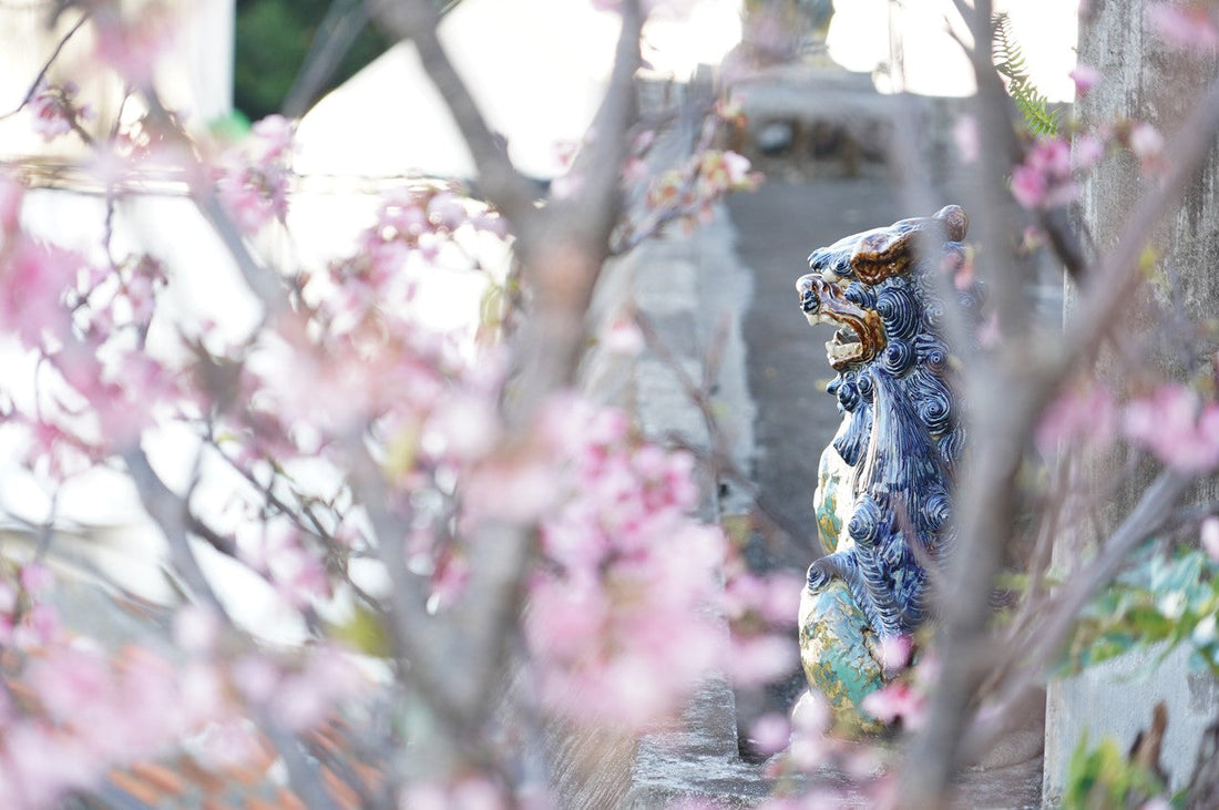 壺屋はいま、桜が満開