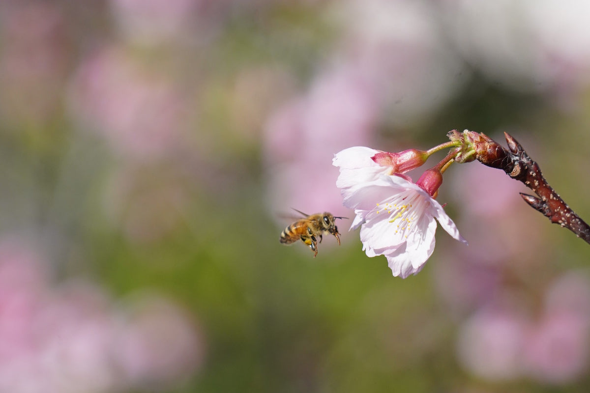 APITECH Okinawa Honey HARVEST PREMIUM